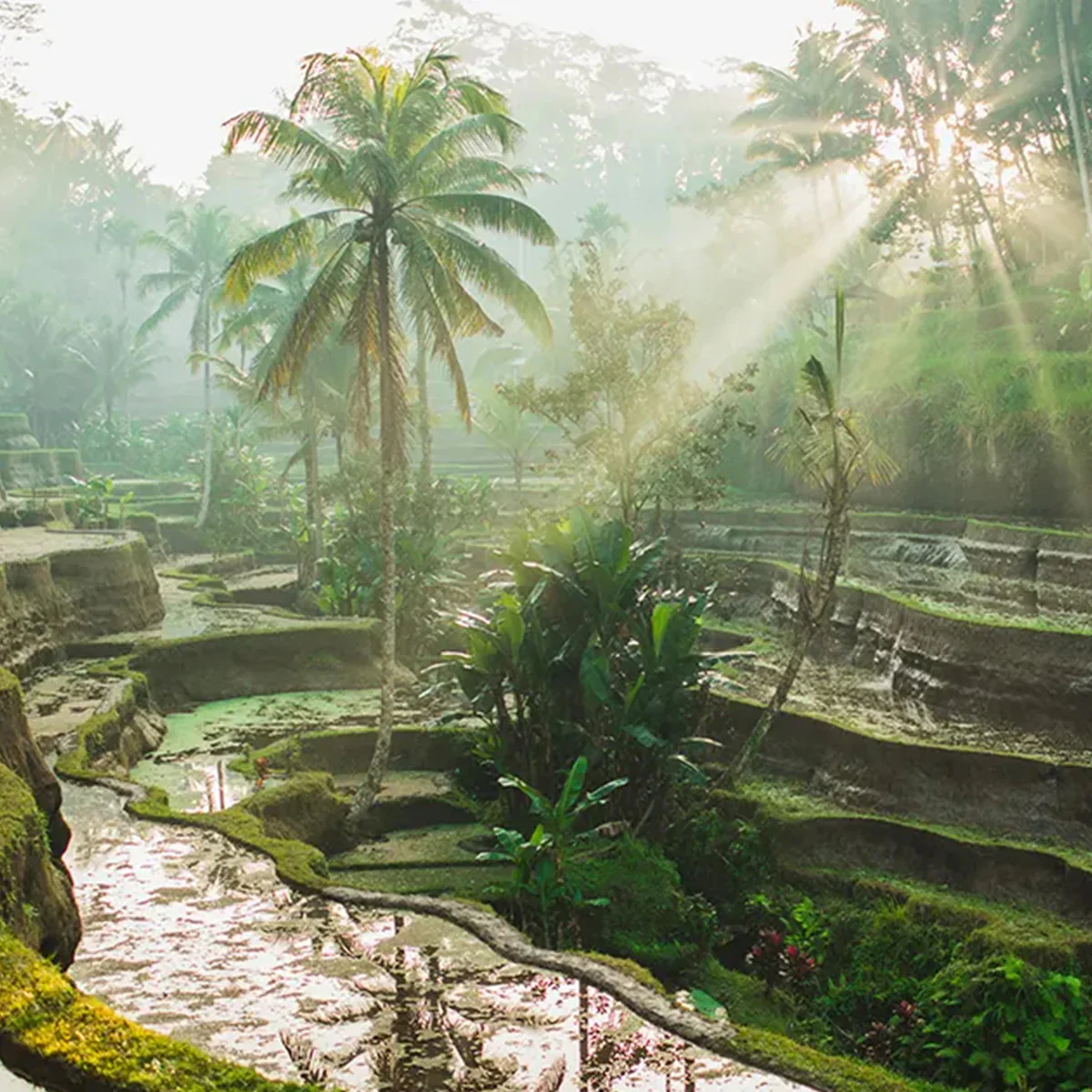 FRAGRANCE MEMORIES Incense Bali Rain - Image 4